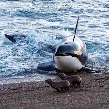 orca whale