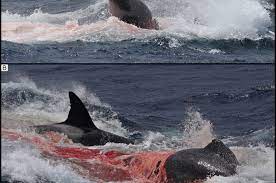 killer whale attack