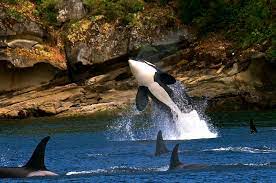 killer whale