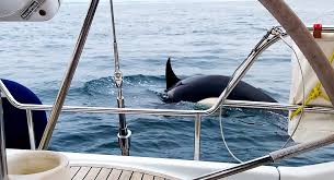 killer whales sinking boats